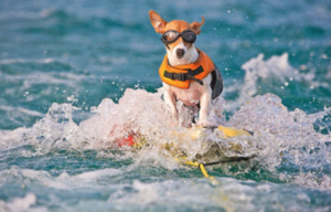 Duma, the water skiing Jack Russell Terrier