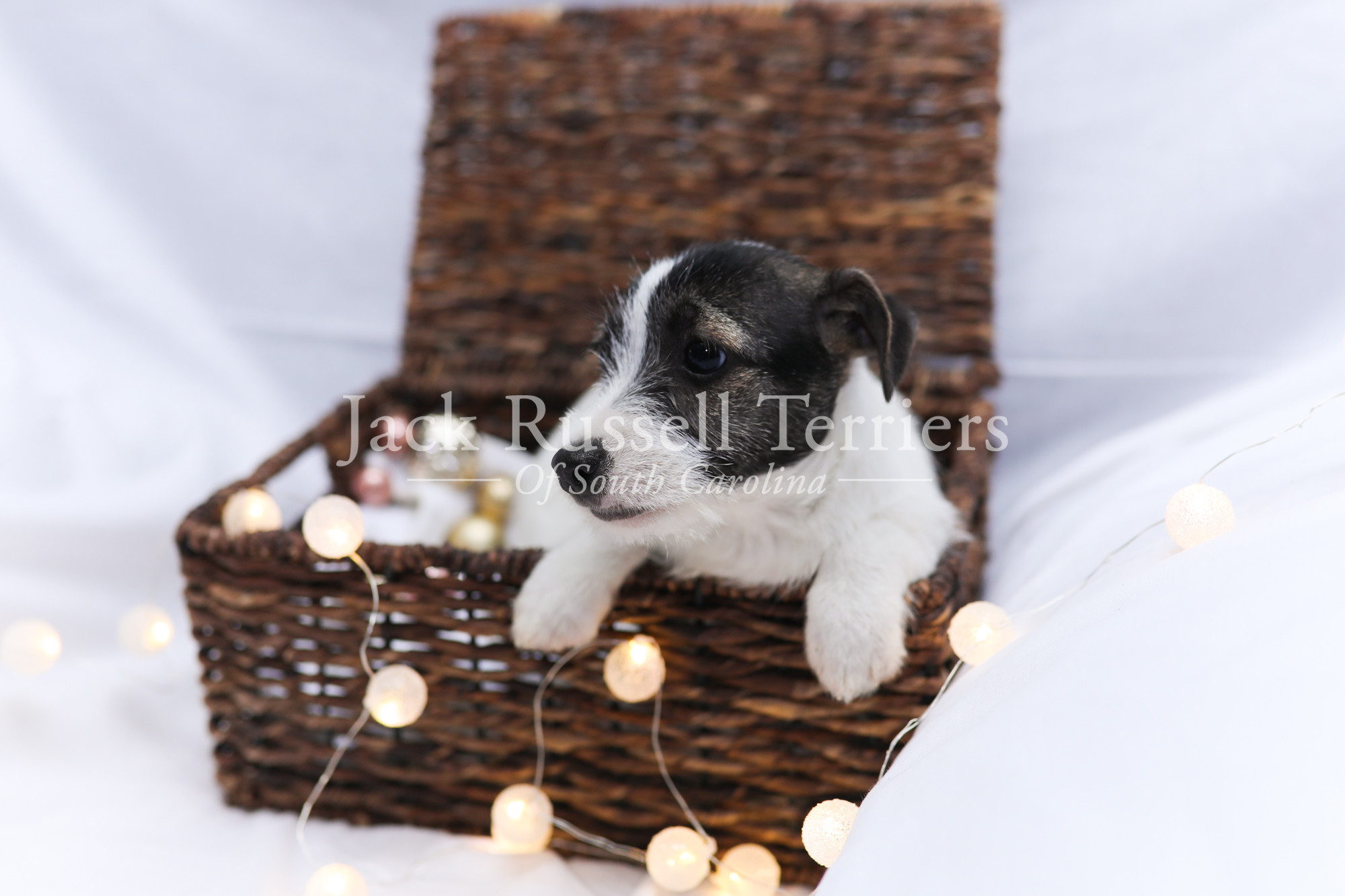 Meet Bailey the tricolor, rough coat Jack Russell Terrier