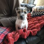 Tri colored rough coat Jack Russell Terrier puppy