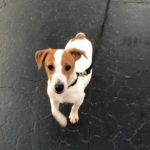 smooth coat, brown and white Jack Russell Terrier puppy