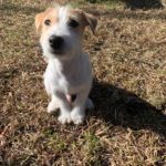 tan and white broken coat Jack Russell Terrier puppy