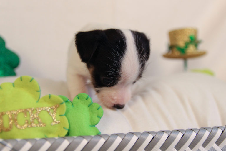 black and white rough coat Jack Russell Terrier puppy for sale