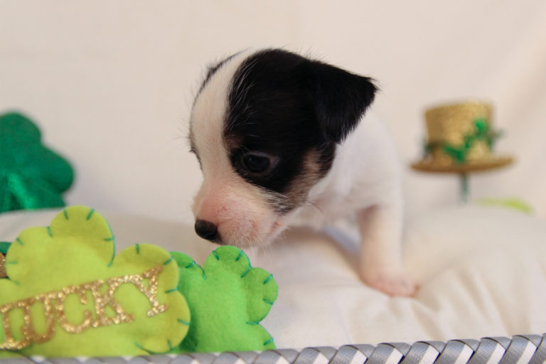 black and white rough coat Jack Russell Terrier puppy for sale