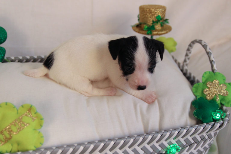 black and white rough coat Jack Russell Terrier puppy for sale.