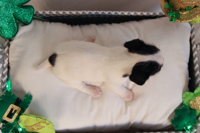 black and white rough coat Jack Russell Terrier puppy for sale.