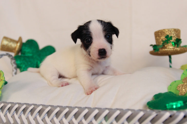 Black and white rough coat Jack Russell Terrier puppy for sale