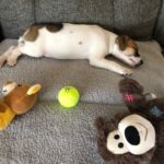 Tri colored Jack Russell Terrier puppy that has been sold and found his new home in Greenville, SC