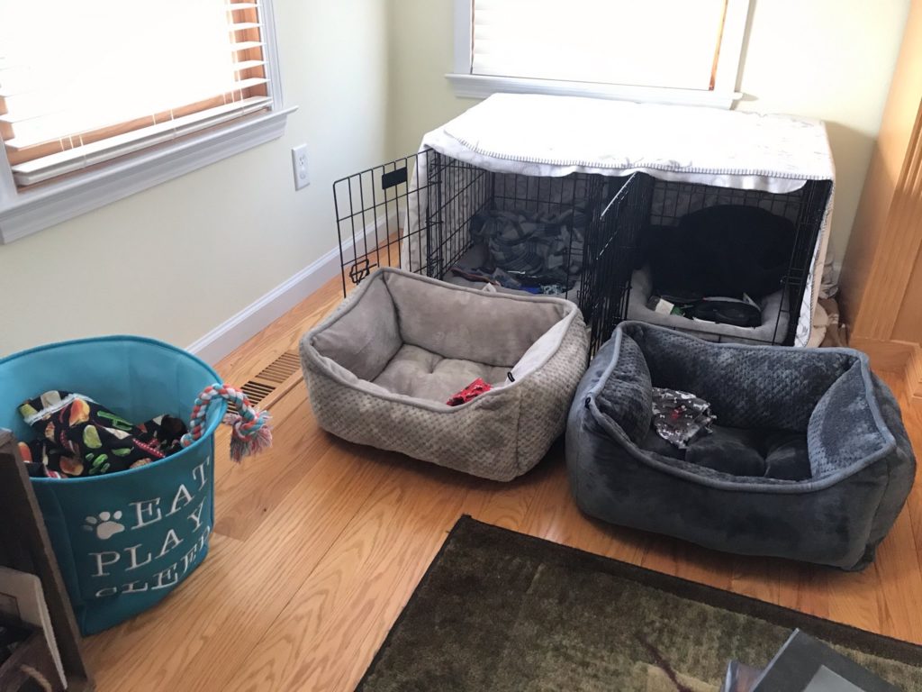 bed, toys, and crate for Jack Russell Terrier puppies