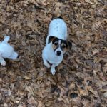 Tri colored smooth coat jack russell terrier puppy