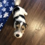 Tri color rough coat Jack russell terrier puppy for sale near you