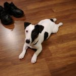 Beau the smooth coat jack russell terrier puppy