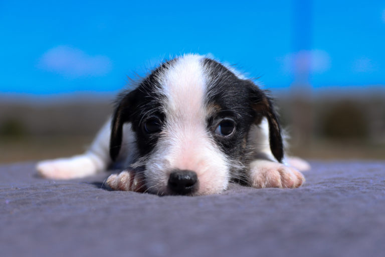 Black and white jack russell terrier puppy for sale
