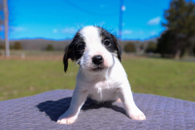 Black and white jack russell terrier puppy for sale