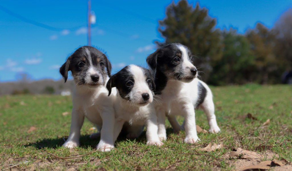 three Jack Russell Jack Terrier puppies.