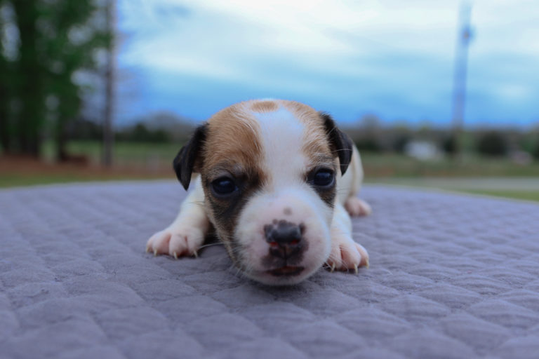 smooth coat Jack Russell puppies for sale near me