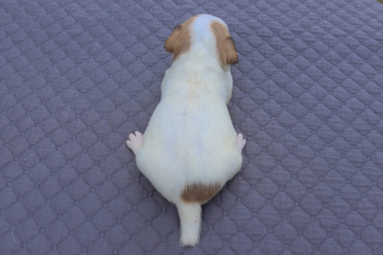 Smooth coat jack russell terrier puppies for sale