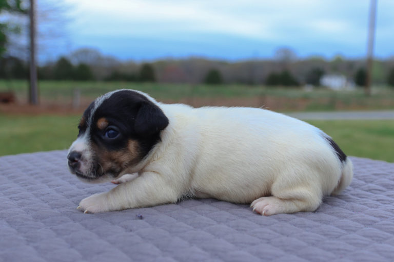 Jack Russell Terrier puppies for sale near me