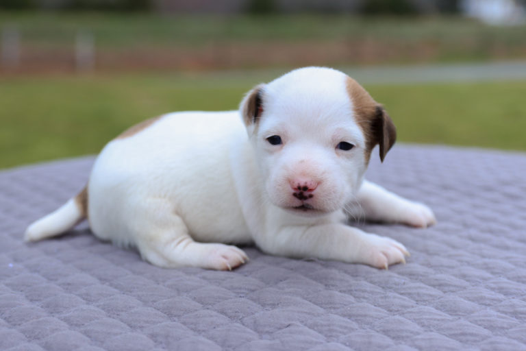 Jack Russell Terrier puppies for sale near me