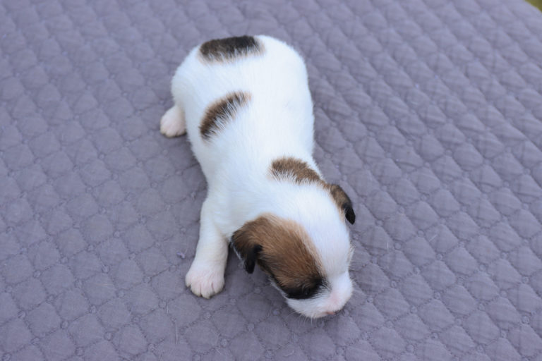 Long haired jack russell terrier puppies for sale