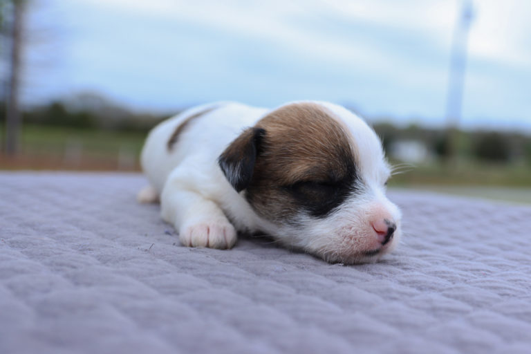 Long haired jack russell terrier puppies for sale