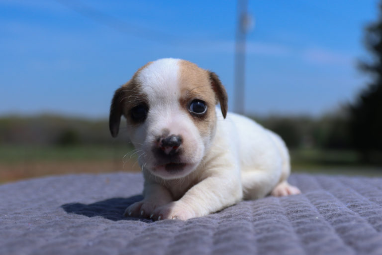 short legged jack russell terrier puppies for sale