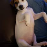 Stelle one of the smooth coat jack russell terrier puppies