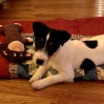 Auggie, short legged Jack russell terrier puppies for sale