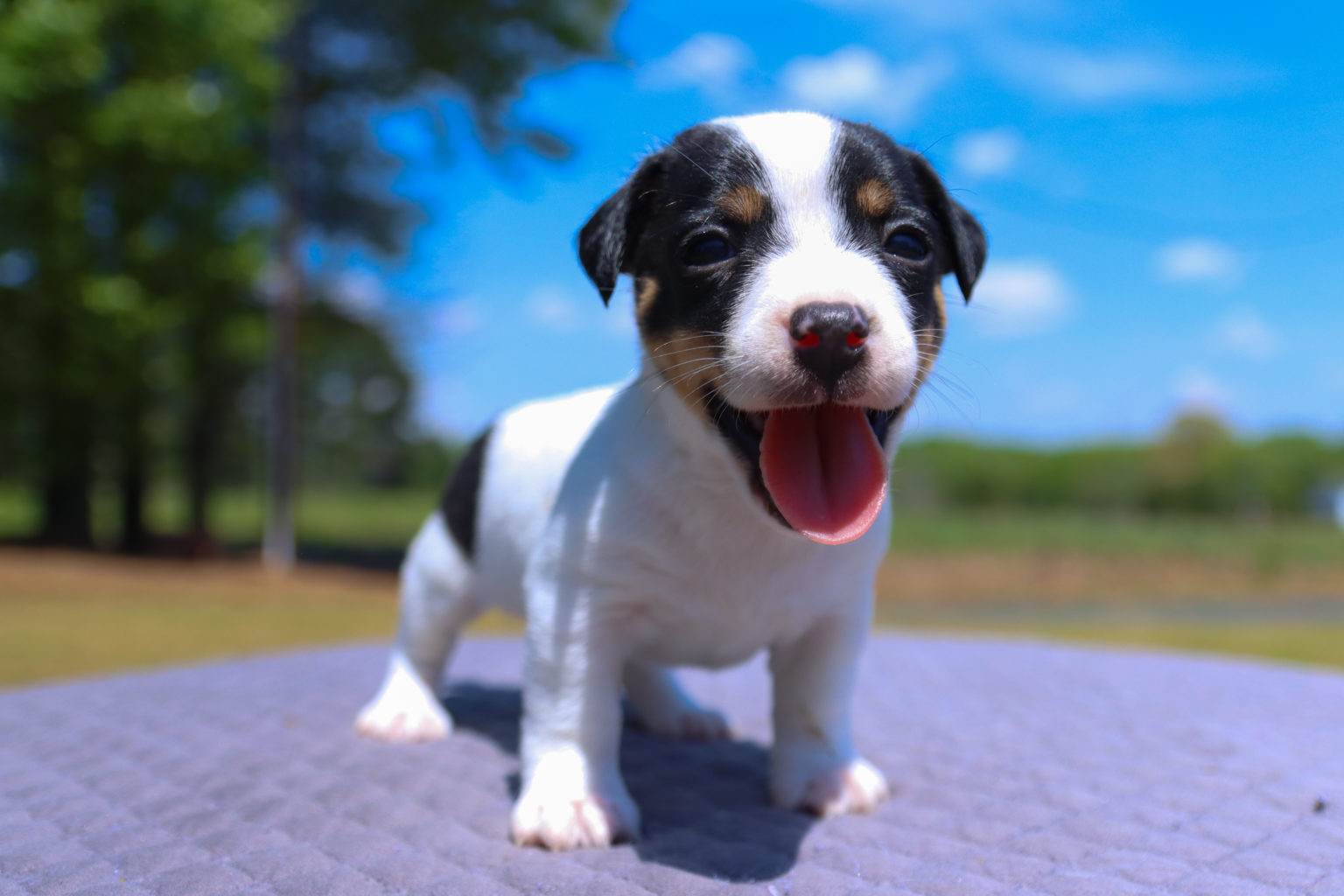 Our Jack Russell Puppies For Sale Jack Russell Breeders