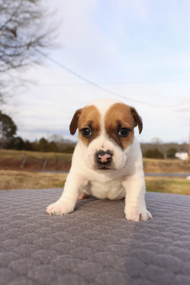Tri color Jack Russell Terrier puppy for sale