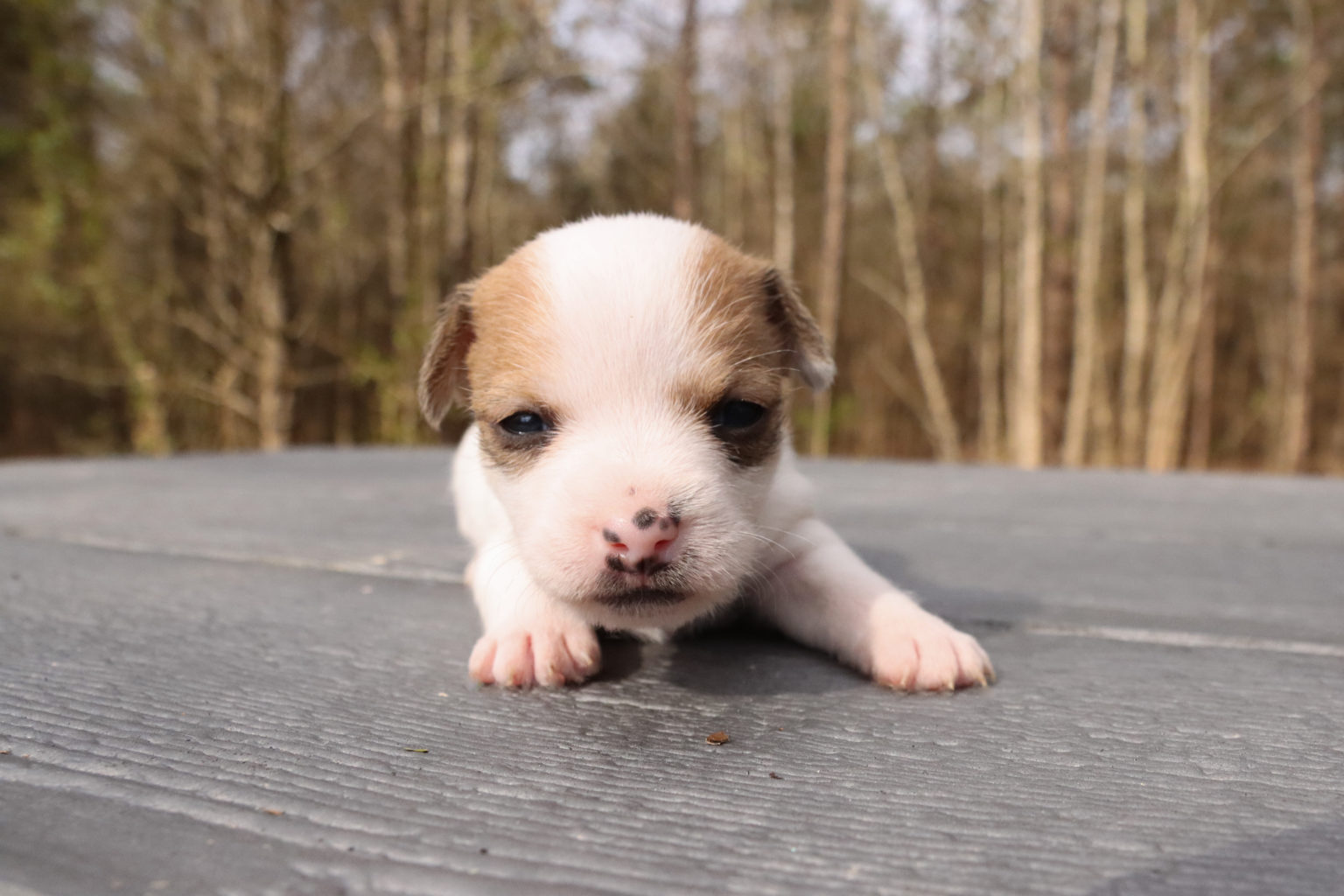 Our Jack Russell Puppies For Sale Jack Russell Breeders
