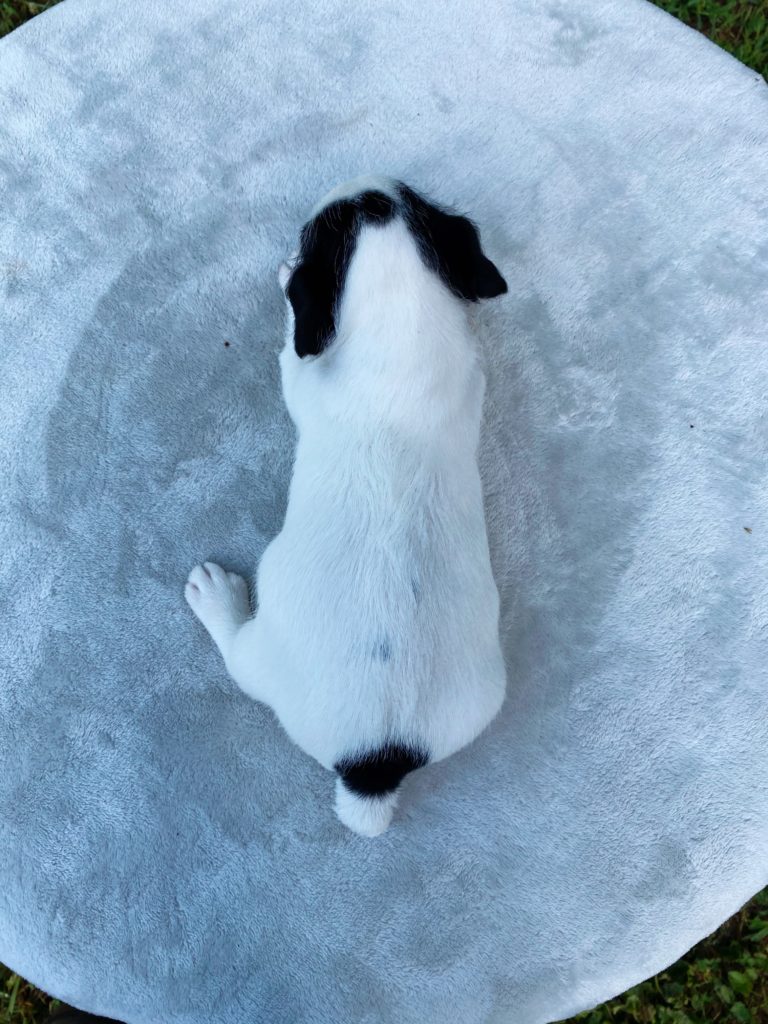 Jack Russell Terrier puppies for sale near me