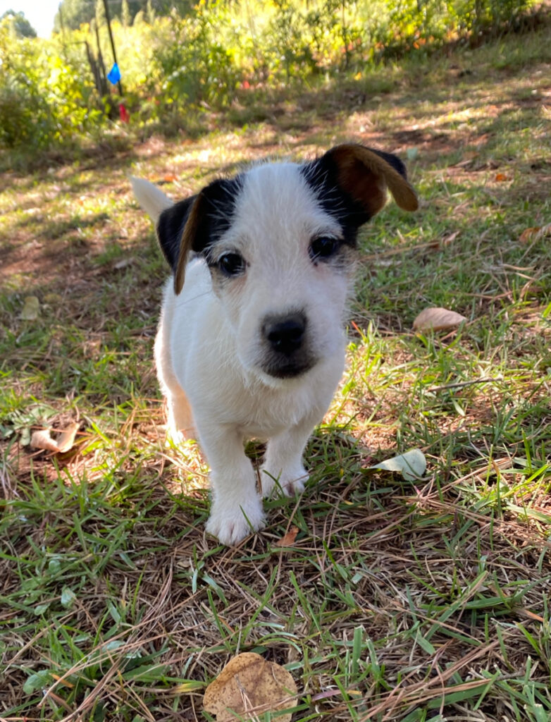 broken coat jack russell terrier puppies for sale