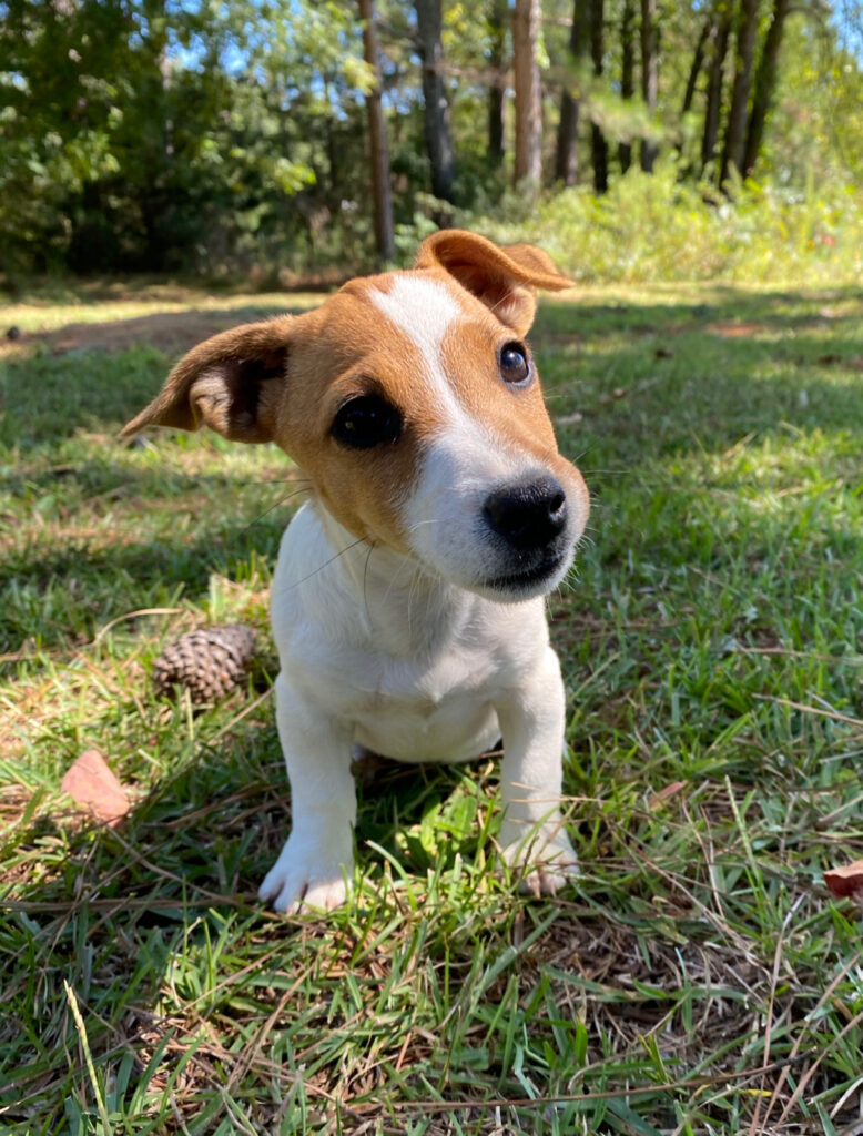 Smooth coat jack russell terrier puppies for sale