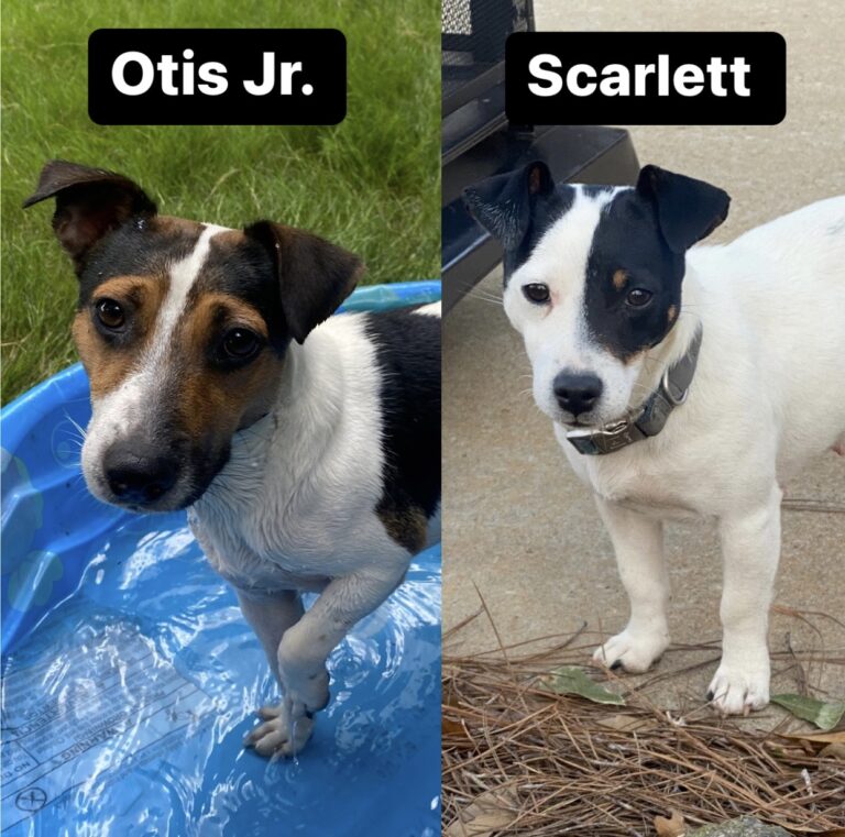 smooth coat tri color Jack Russell Terrier