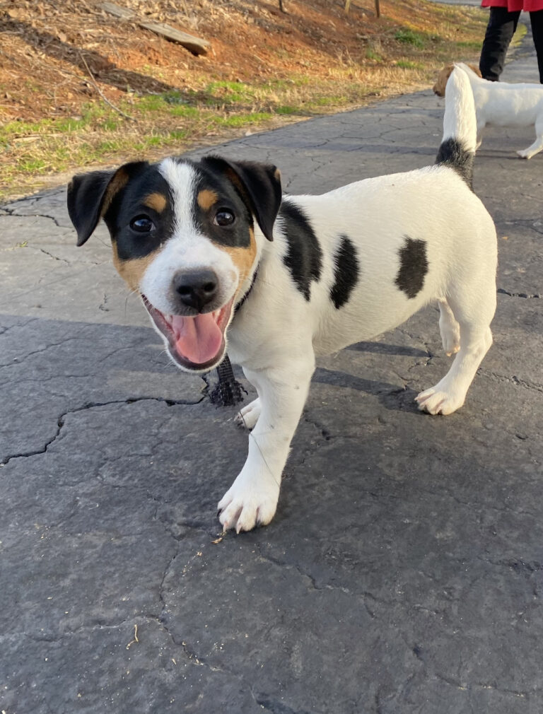 smooth coat tri color Jack Russell Puppy