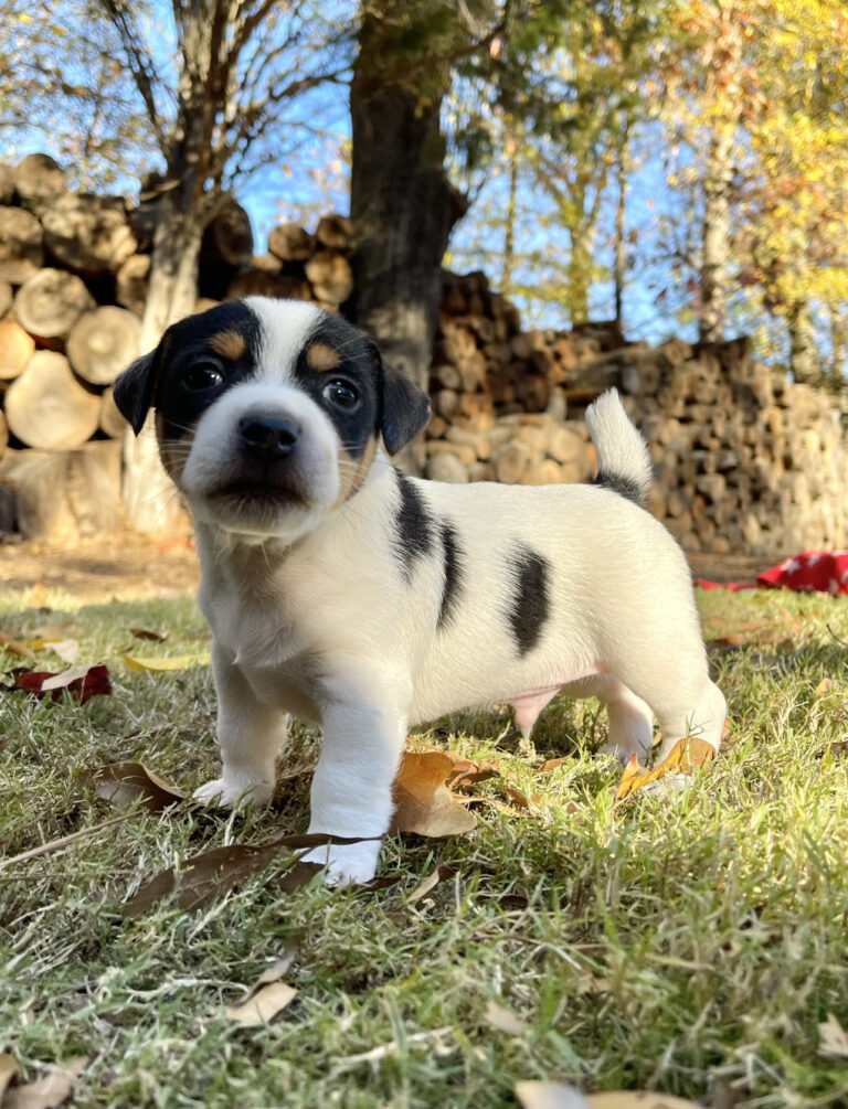 smooth coat tri color Jack Russell Puppy