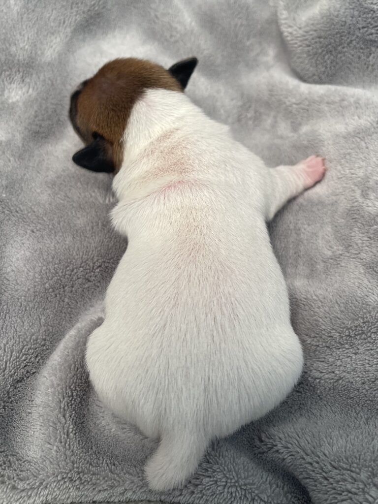 Jack Russell Terriers puppies for sale
