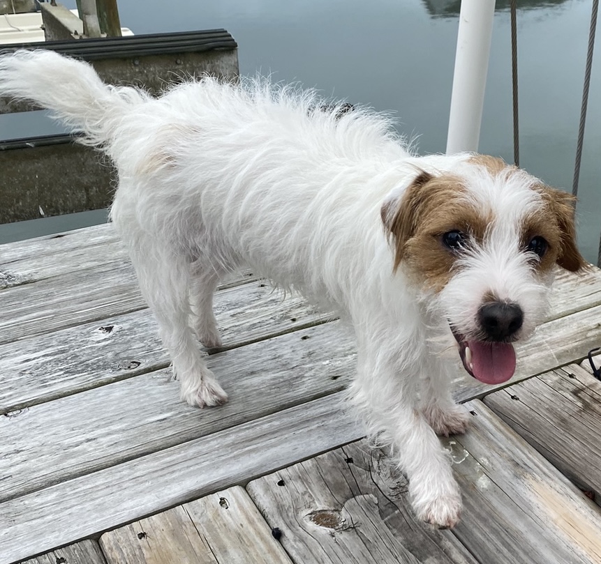 Rough Coat Jack Russell Terrier adult dog