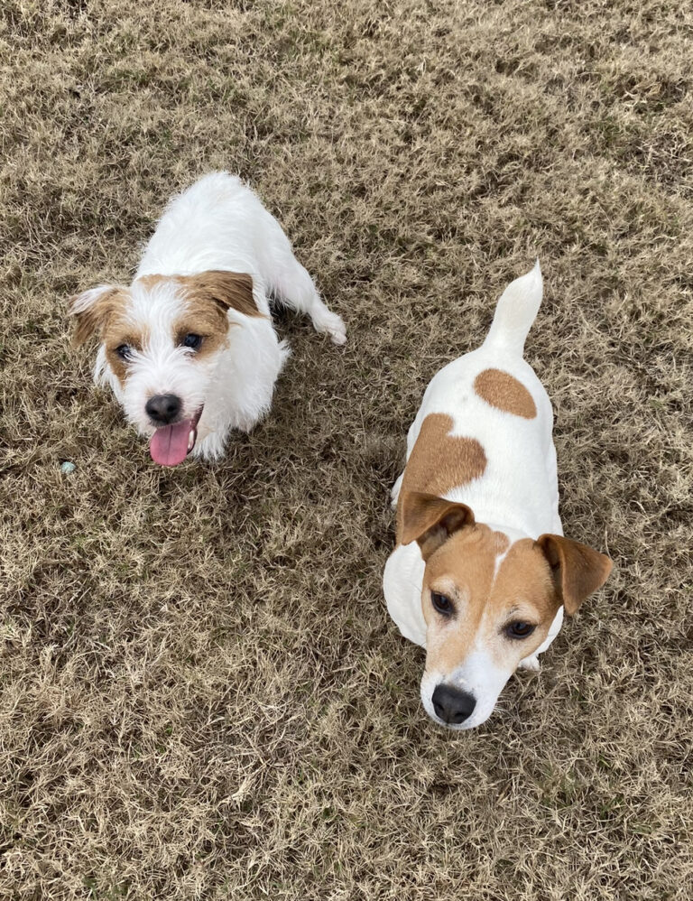 Jack Russell Terrier adult dogs