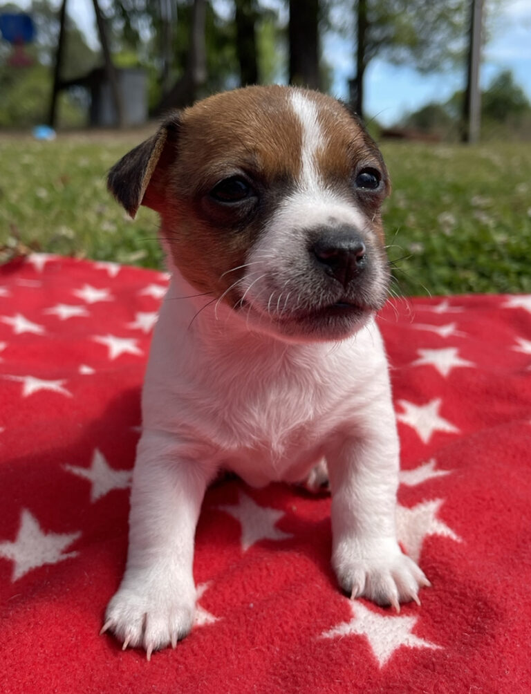 Jack Russell Terrier puppies