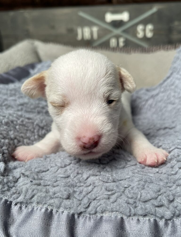 Jack Russell Puppies for sale