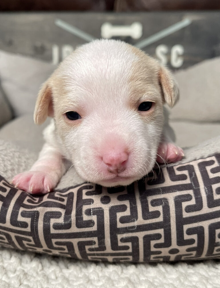 short legged jack russell terrier puppies for sale