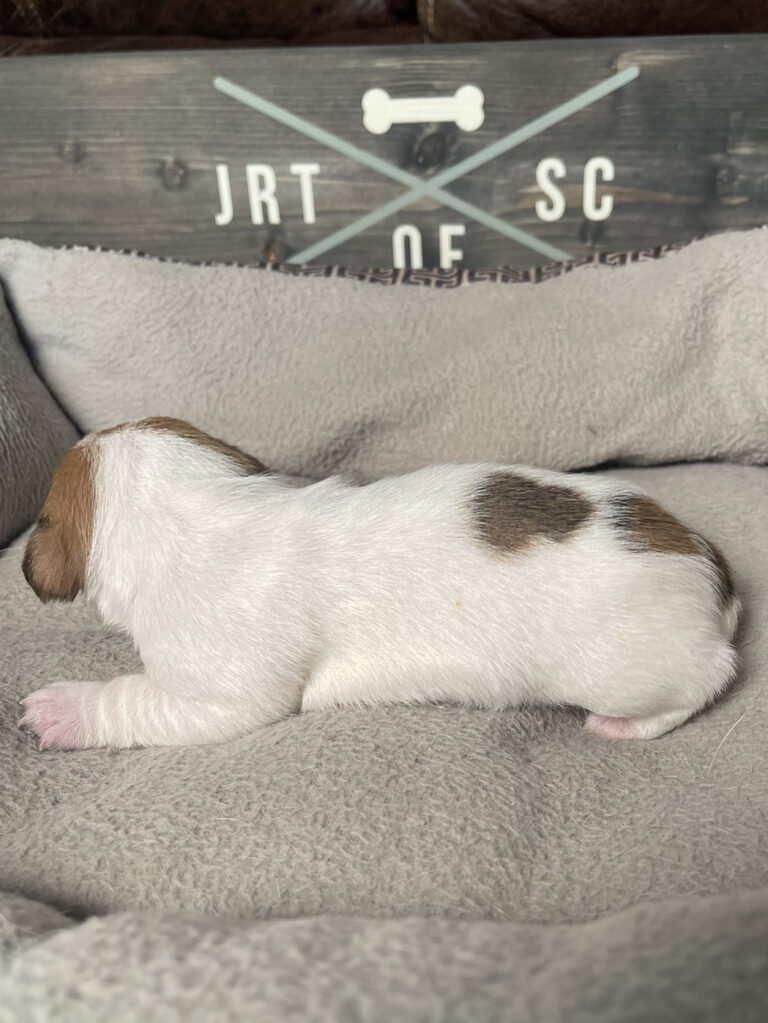 Jack Russell puppies for sale