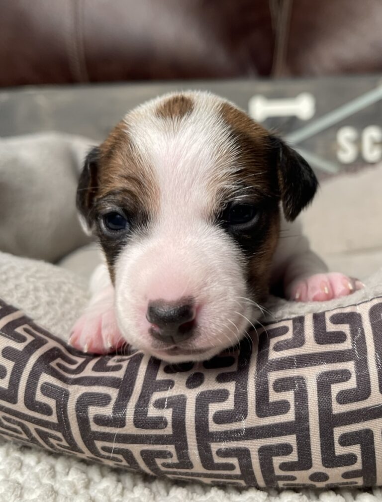 brown and white Jack Russell Terrier puppy