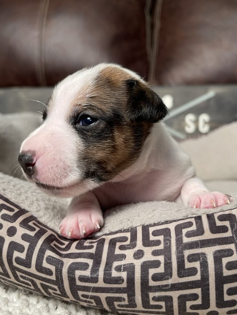 brown and white Jack Russell Terrier puppy
