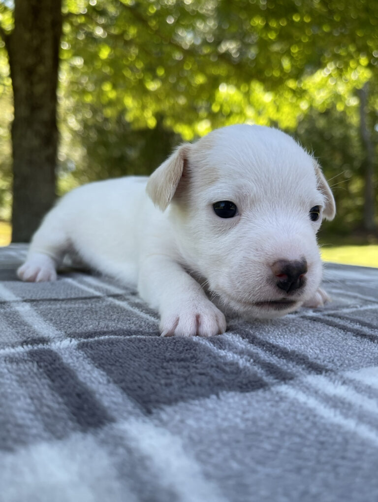 Jack Russell puppies for sale near me
