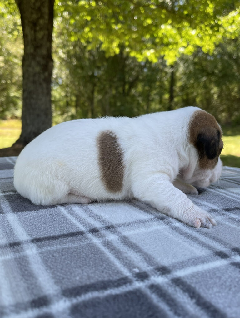 Shorty Jack Russell puppies for sale