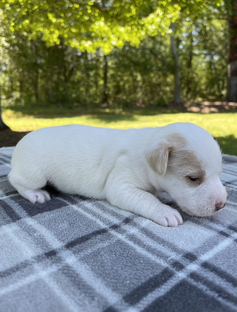 Jack Russell Terrier puppies for sale