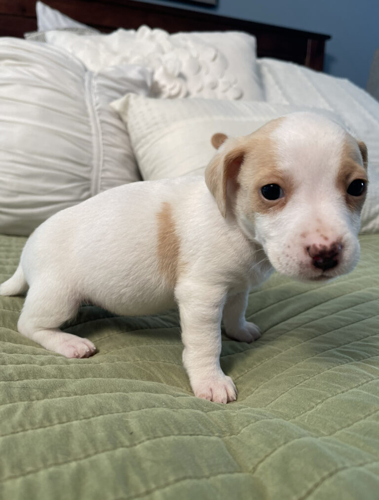 jack russell shorties for sale