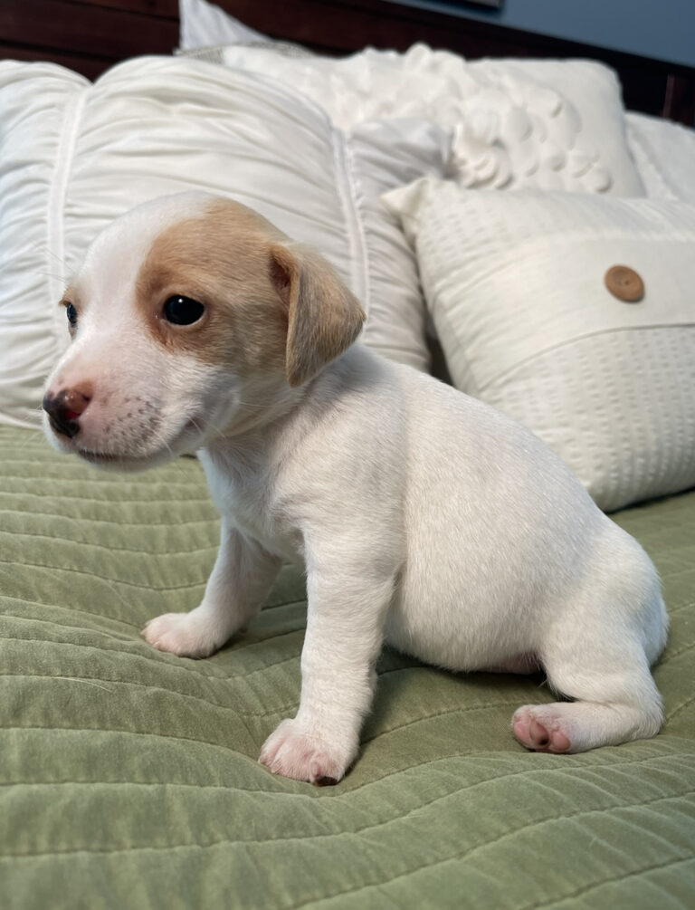 jack russell shorties for sale